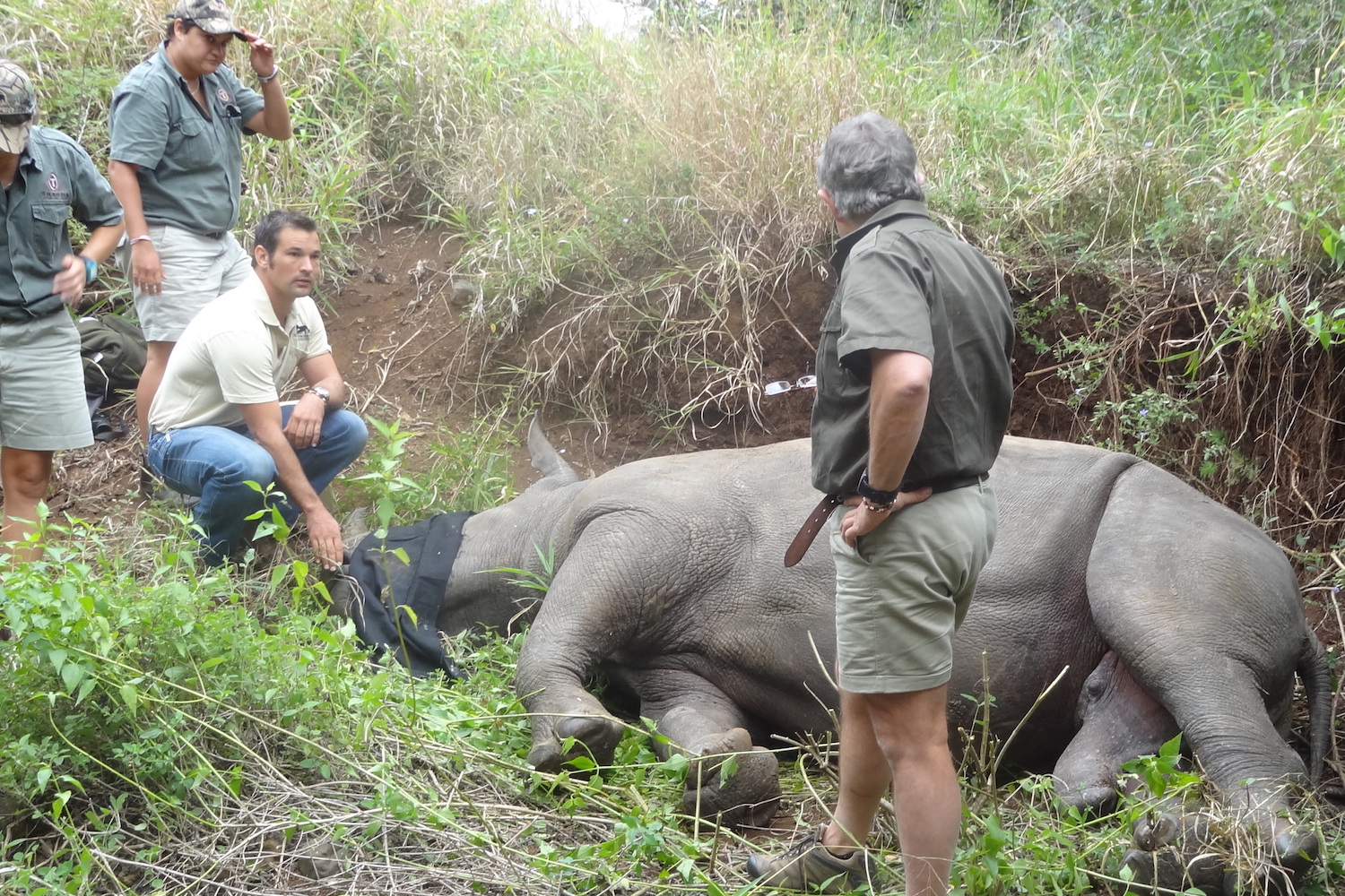 Sedated rhino, face covered, surrounded by a handful of people.