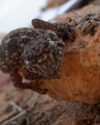 Maio wall gecko (Tarentola maioensis), Cabo Verde.