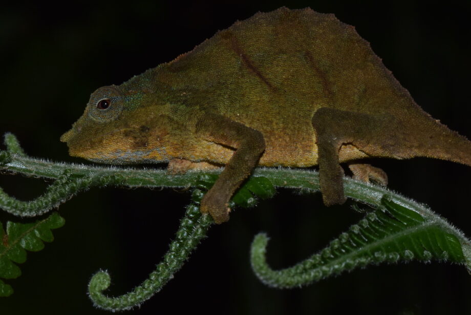 Close-up of green and brown chameleon on fern branch, black background.