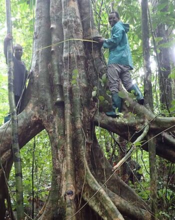 Two men measuring large tree.