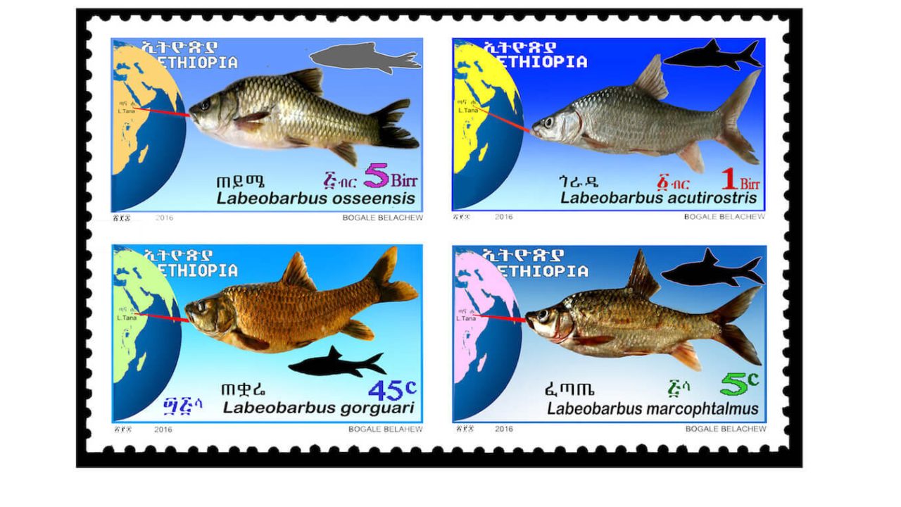 4 stamps with fish drawings on them