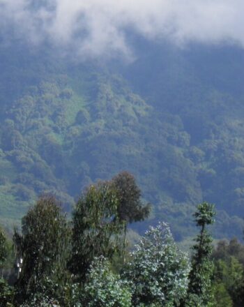 Forest landscape