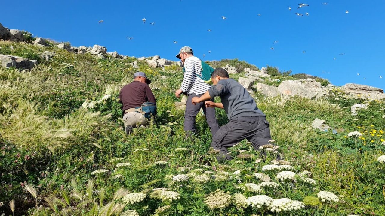 Three people walking up steep, grassy hill.