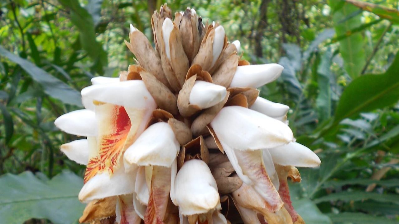 Close-up of white flower with a bit or orange.