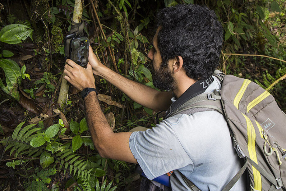 Man putting camera trap on tree.