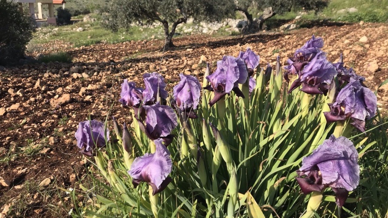 Agricultural fields with <em>Iris atrofusca</em> blooming, Faqqa region, Palestine