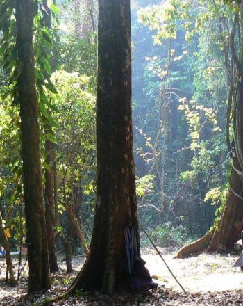 A couple tents and two people amidst a forest of tall trees.