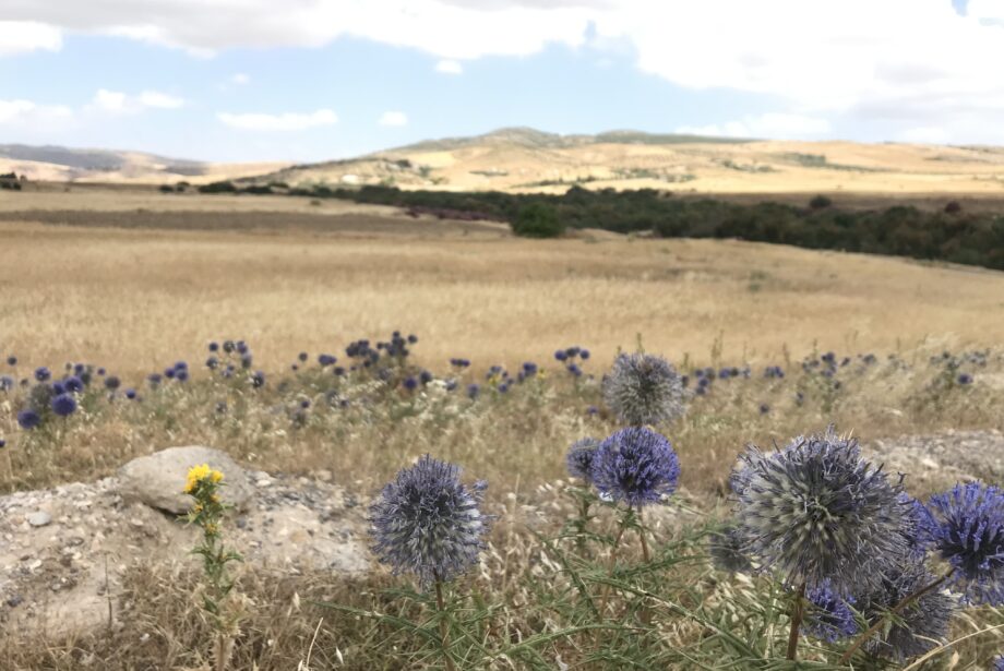 Echinops flowering in an agricultural landscape, Dyr el Kef, Tunisia