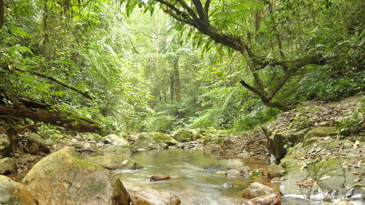 Natural Forest in Xuan Lien (c) Ha Nguyen-CCD