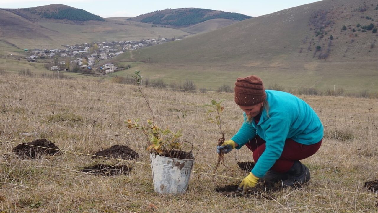 Woman planting trees.