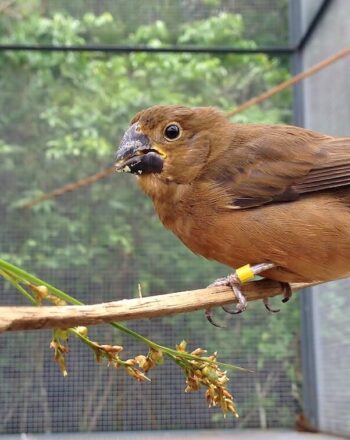 Three brown birds in large cage standing on branch.
