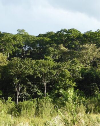 Landscape of lush, green trees with shorter grasses in the foreground.