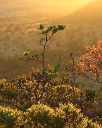 Cerrado landscape at twilight hour.