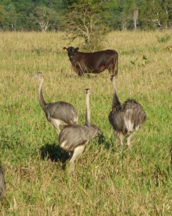 8 ostriches and 2 cows in a field.