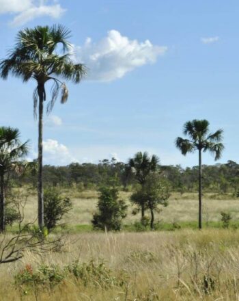 Flat landscape dotted with palm trees.