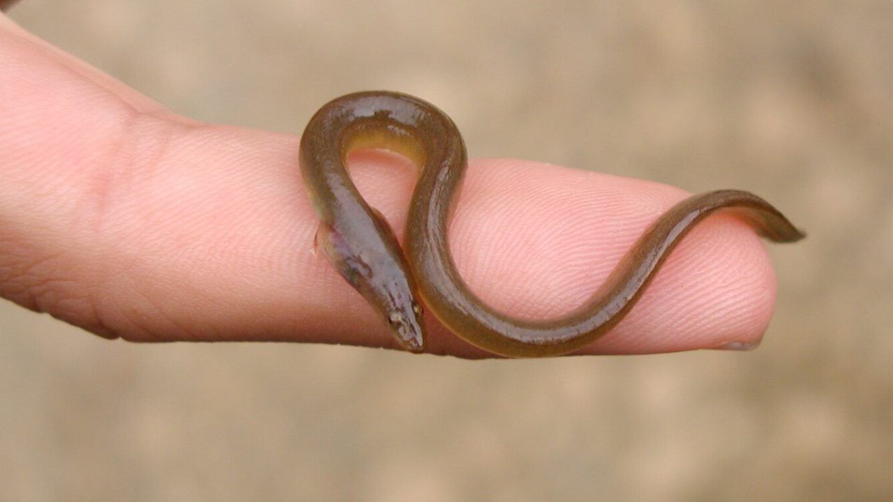 Tiny eel on person's finger.