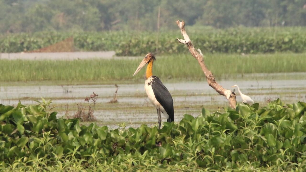 Large yellow, white and black stork standing in marsh.