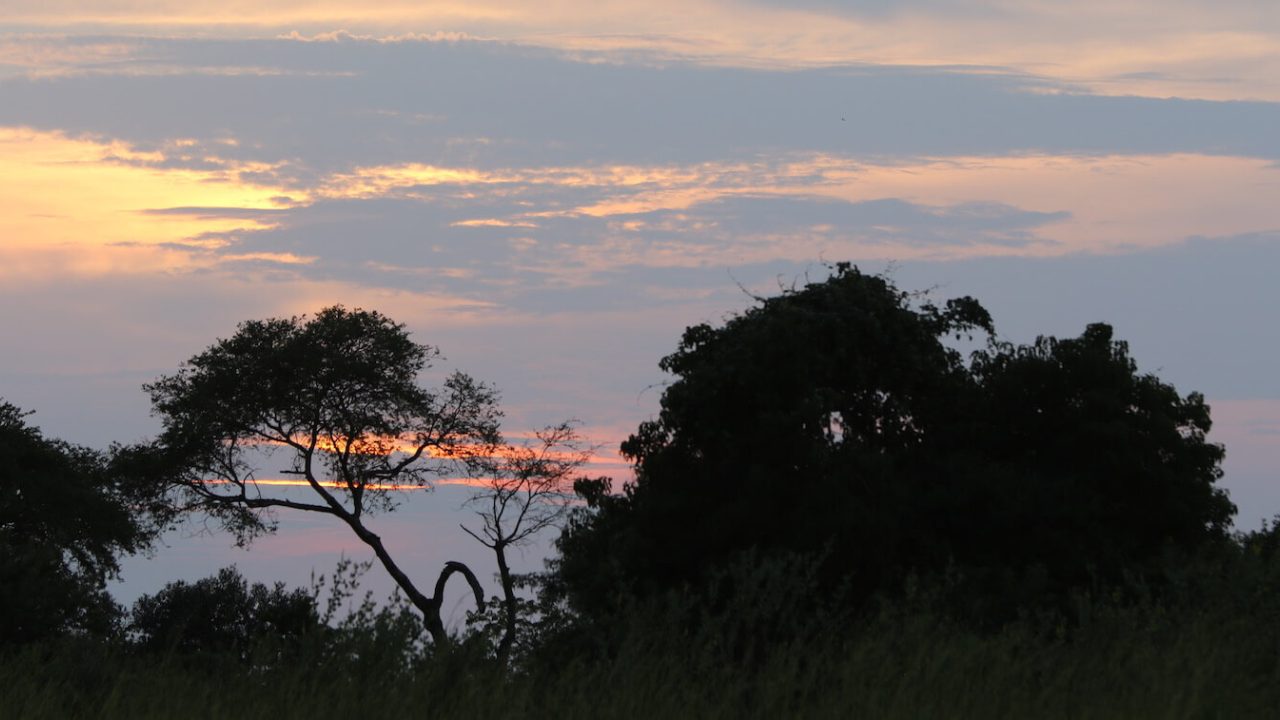 Dark foilage in front; light blue, yellow and pink sky in background.