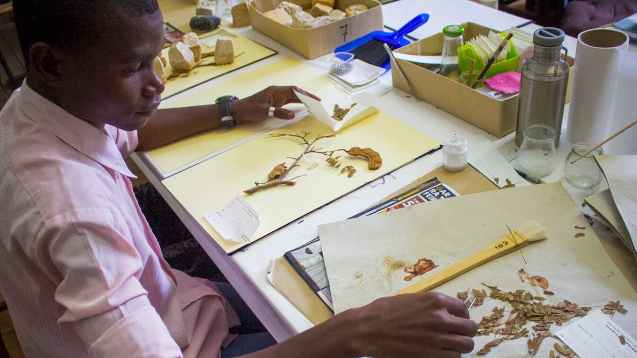 Man sitting at desk, studying dried plant specimens.
