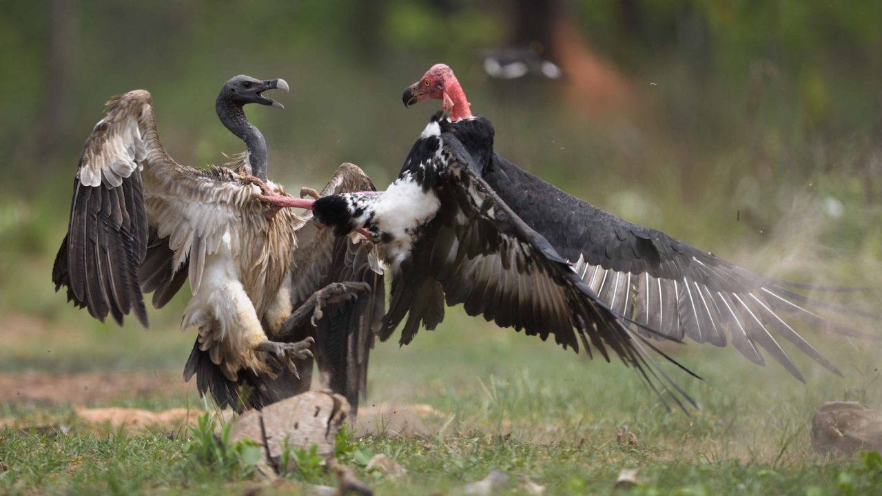 Slender-billed and red-headed vultures. © Rising Phoenix / photo by Jonathan C. Eames.