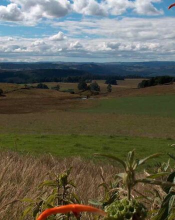 Low rolling hills against blue, cloud-dotted sky, with red flower in foreground.