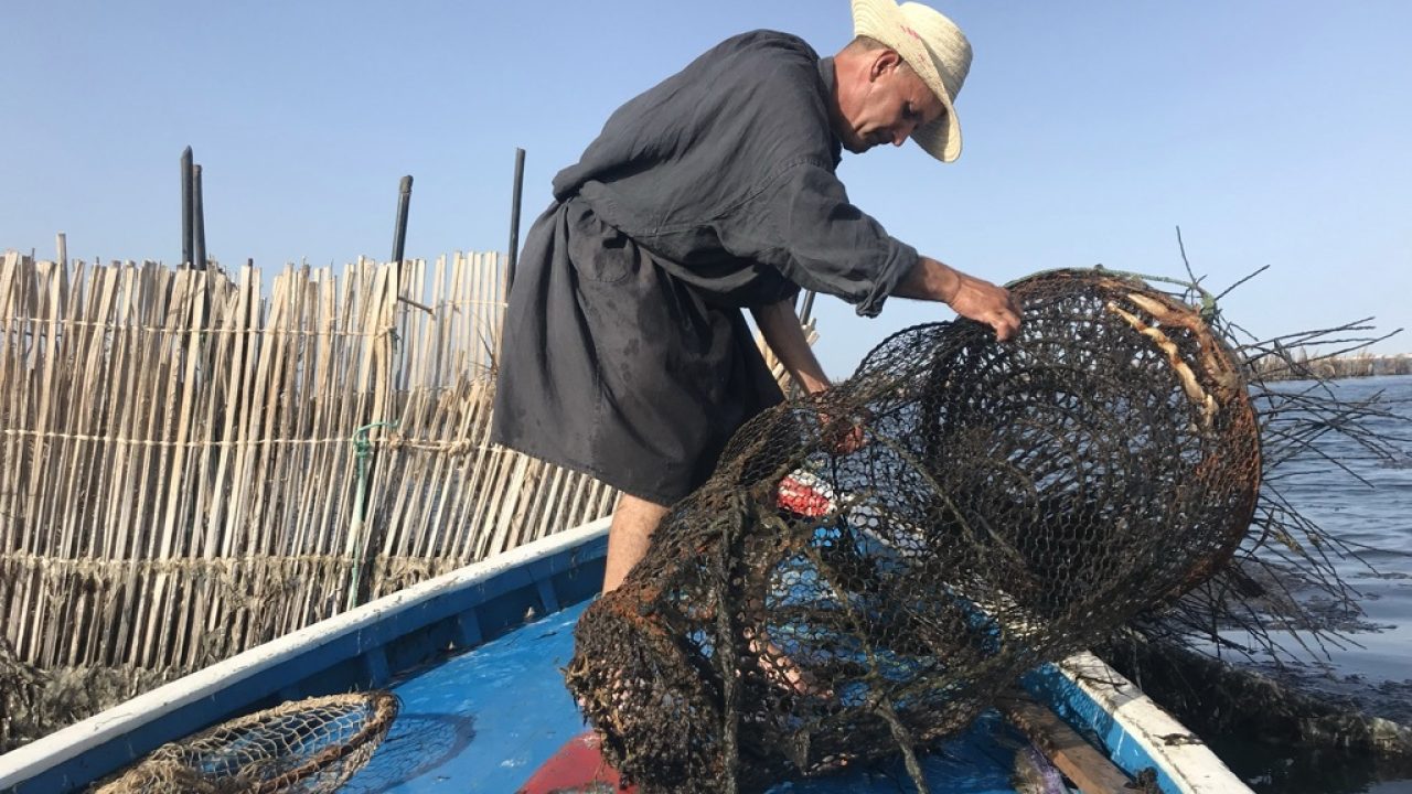 Fisherman using "charfia", traditional fisheries practice, on Djerba Island, Tunisia.
