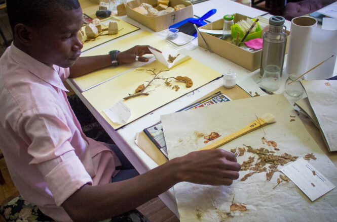 Man at table, looking at pressed plant samplings.