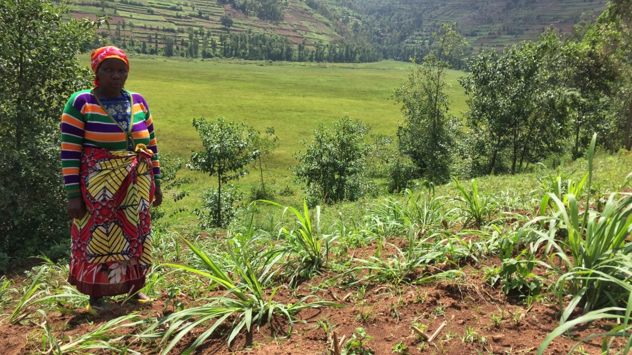 A woman stands in a planted field