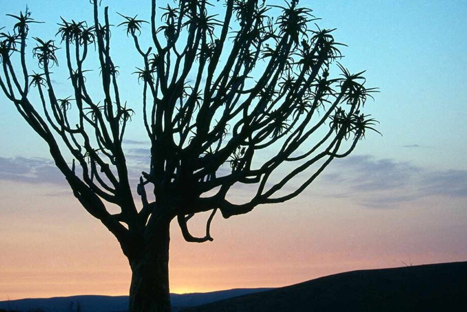 Aloe tree against sunrise or sunset.