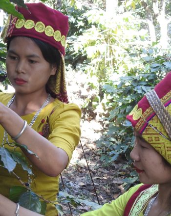 Asho Chin women harvesting coffee at Pauk Sa (c) Kyaw Kyaw Naing_Fauna & Flora