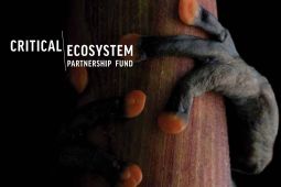 Cover shot of CEPF 2018 Annual Report