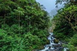 Lush green forest with a rushing stream flowing through it.