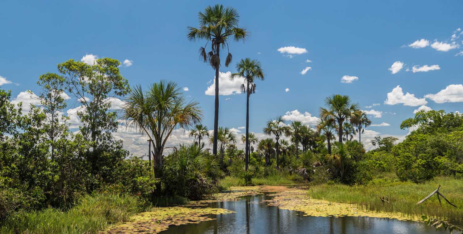 Paisaje de agua, altas palmeras y cielo azul.