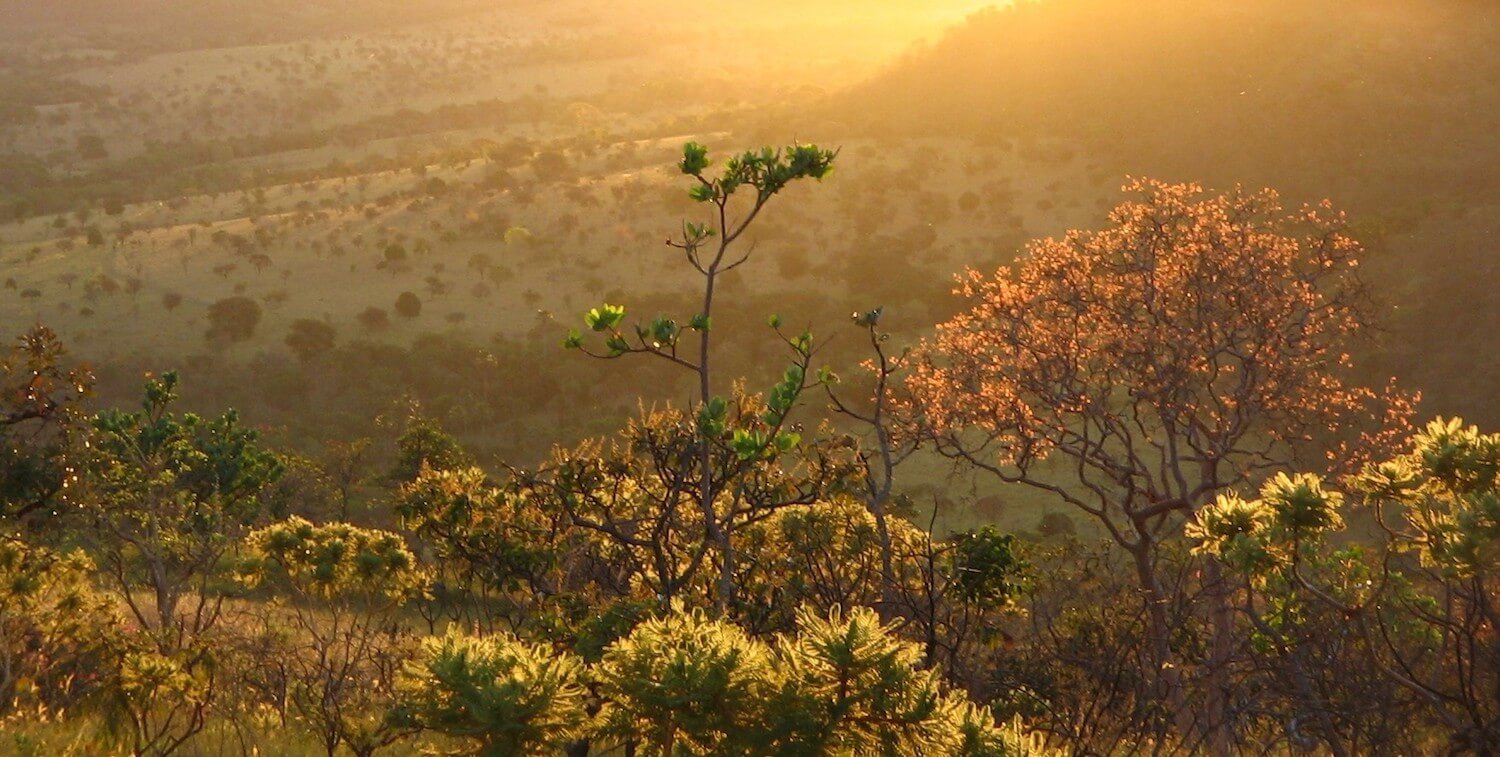 Cerrado landscape at twilight hour.