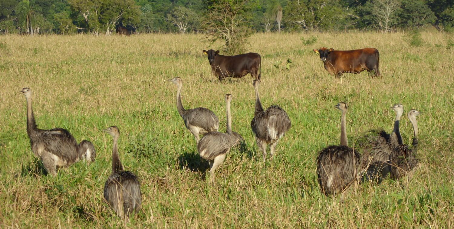8 ostriches and 2 cows in a field.