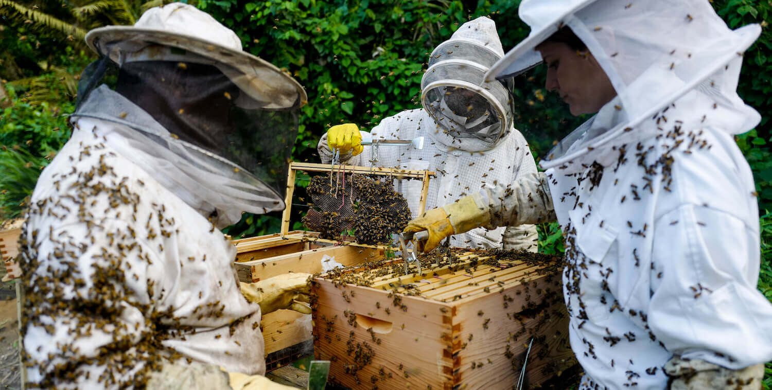 Three beekeepers in protecting clothing at a beehive box.