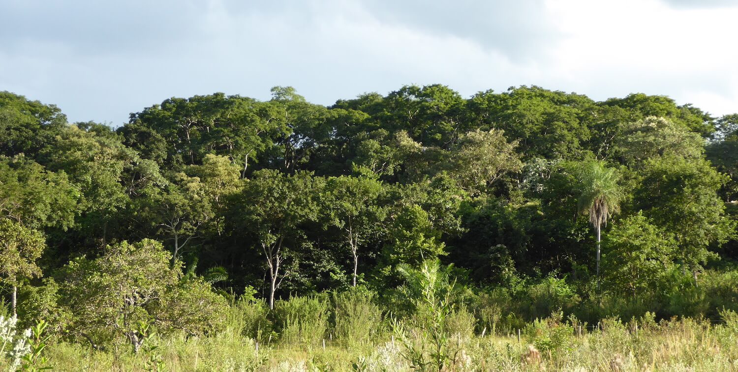 Paisaje de frondosos árboles verdes con pastos más cortos en primer plano.