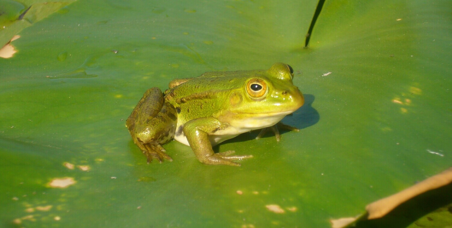 Close-up of green frog on green lily pad.