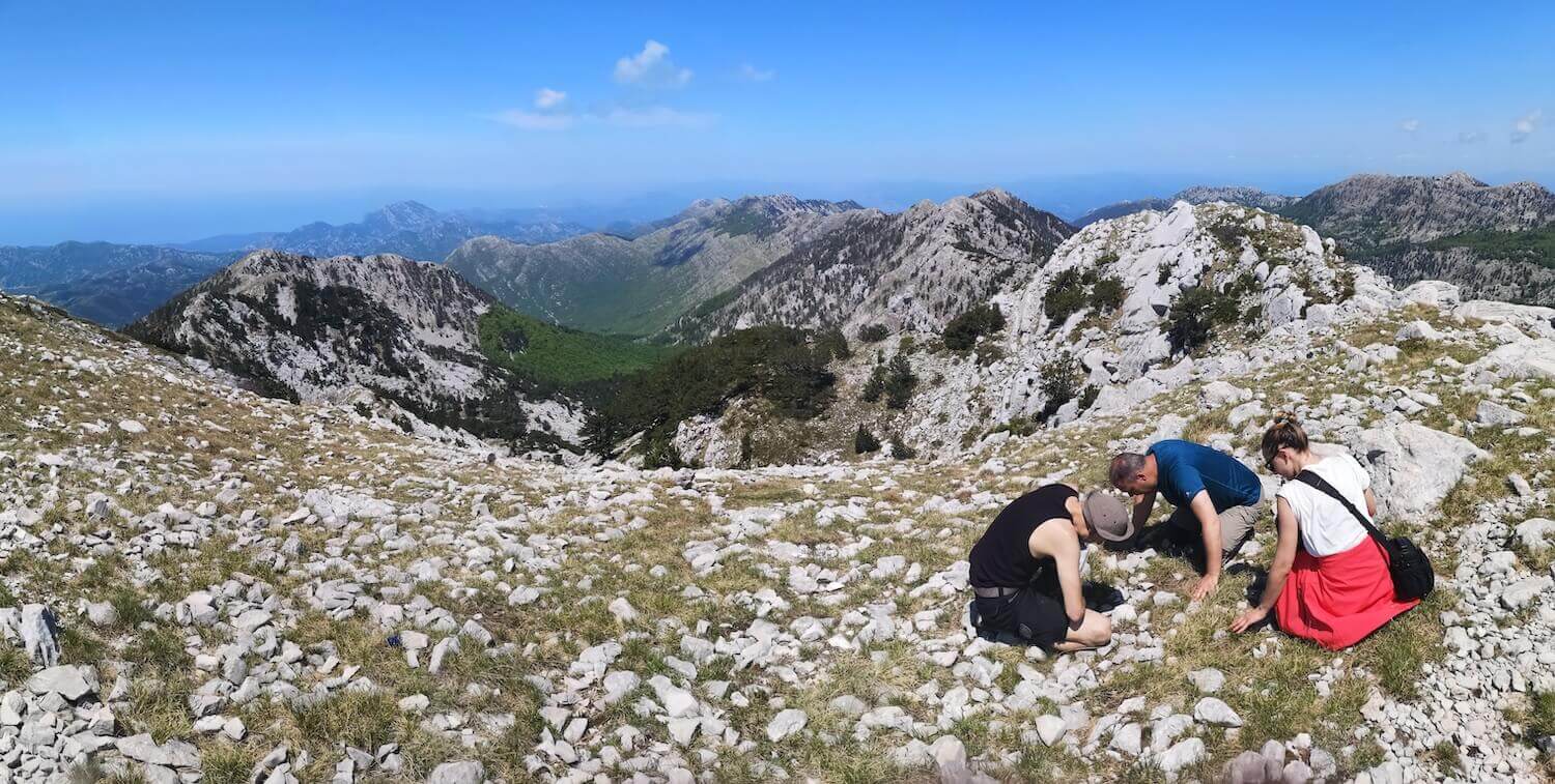 Preservation of Endemic Plants on Orjen Mountain in Bosnia and Herzegovina  | CEPF