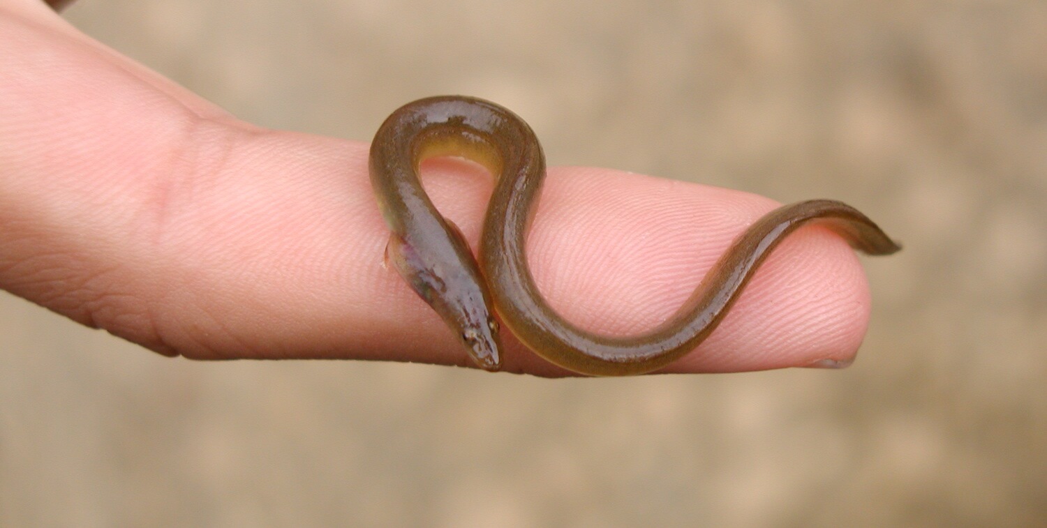 Tiny eel on person's finger.