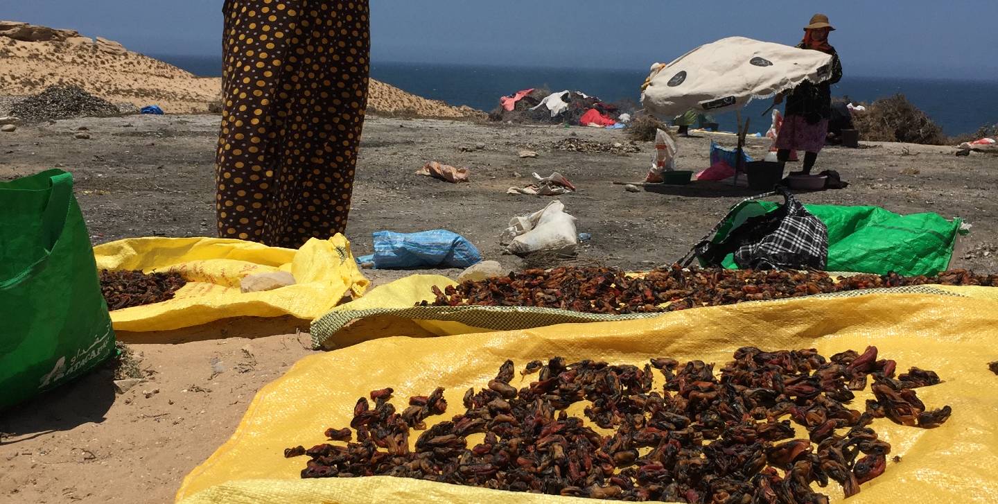Mujeres secando mejillones en la costa oeste de Marruecos, cerca de Agadir