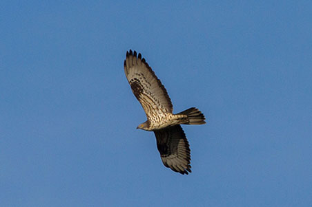 Honey buzzard flying over Jebel El Haouaria IBA. Honey buzzard flying over Jebel El Haouaria IBA.