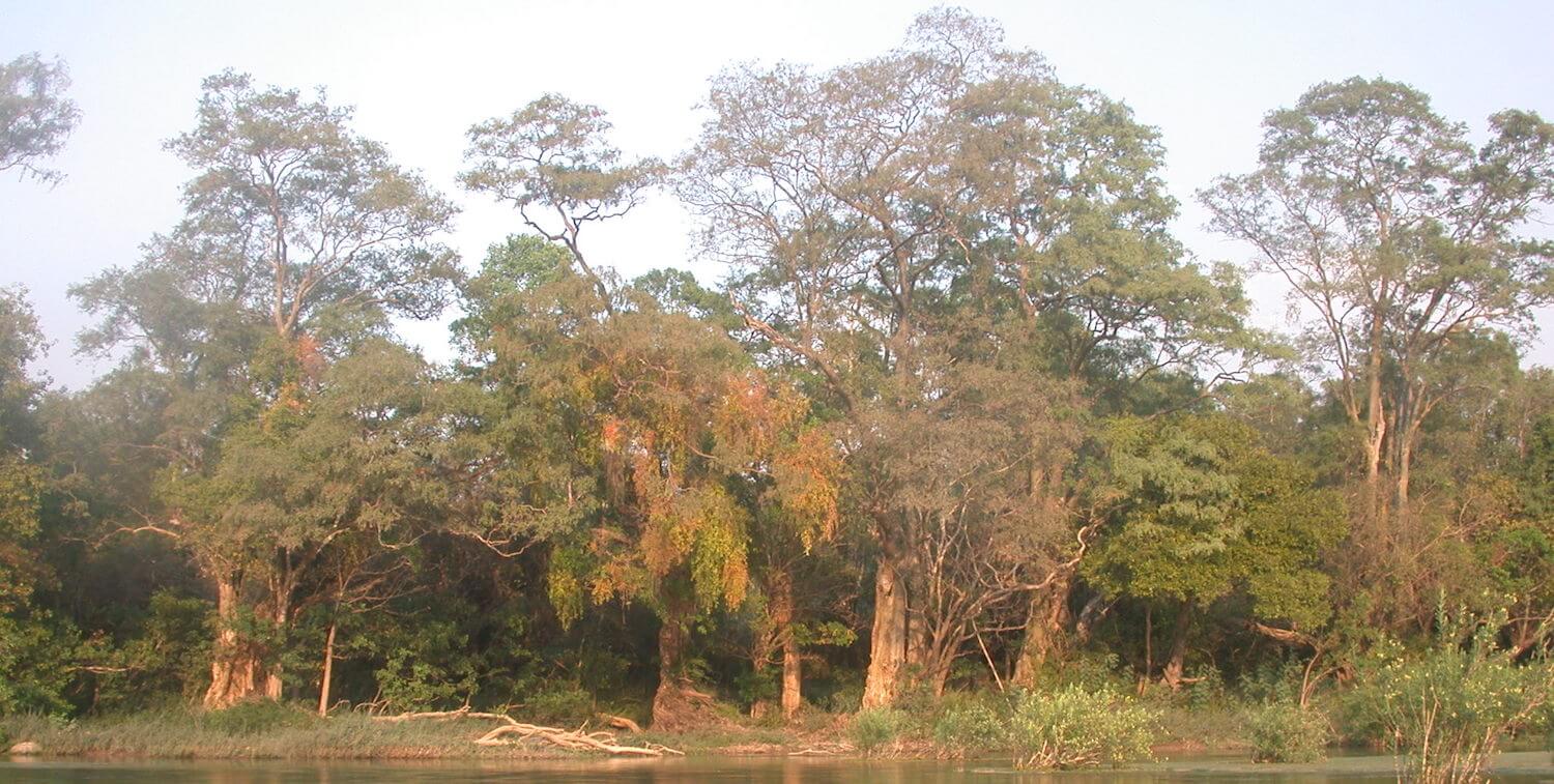Forest with water.