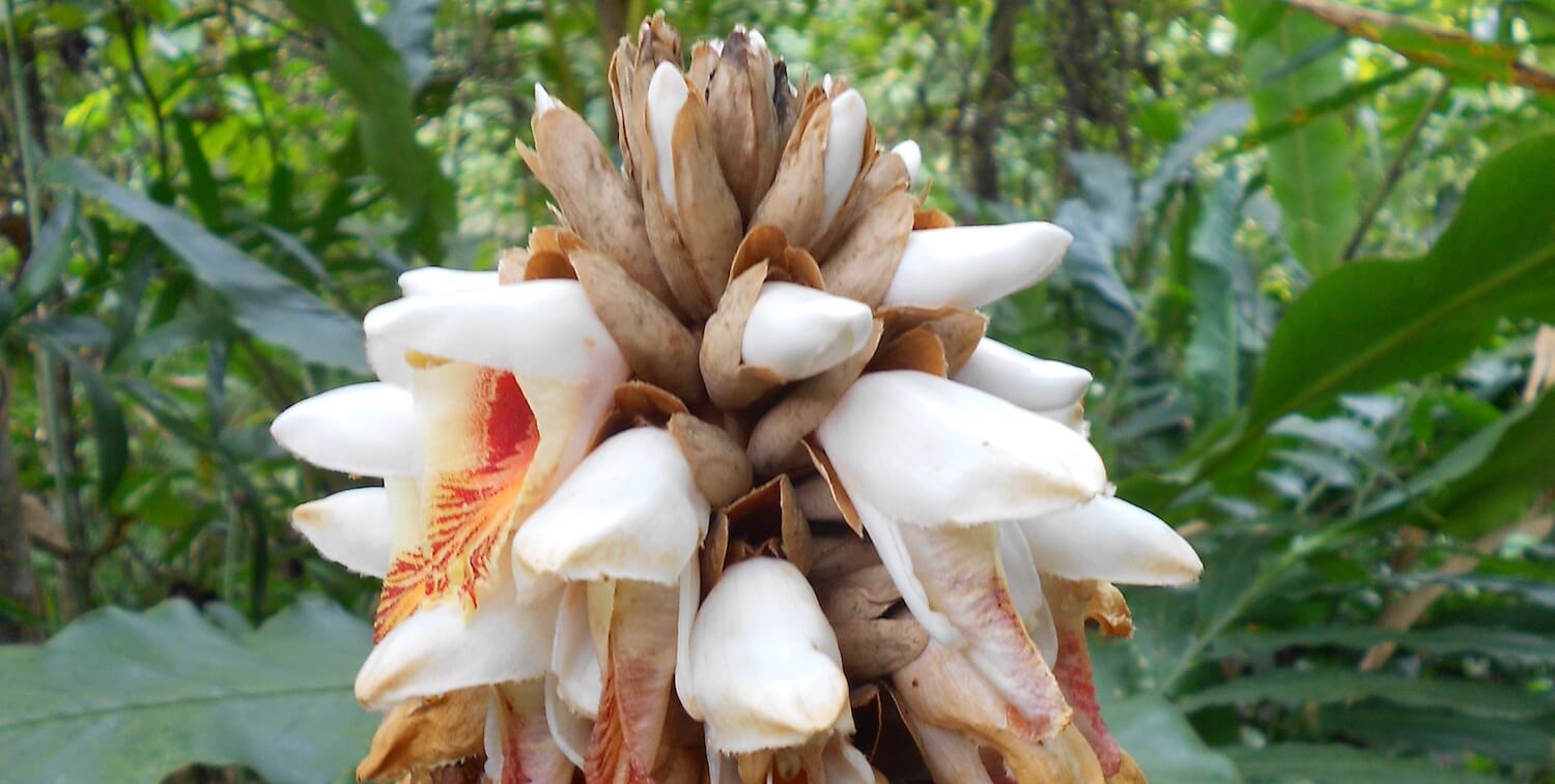 Gros plan sur une fleur blanche avec un peu d'orange.