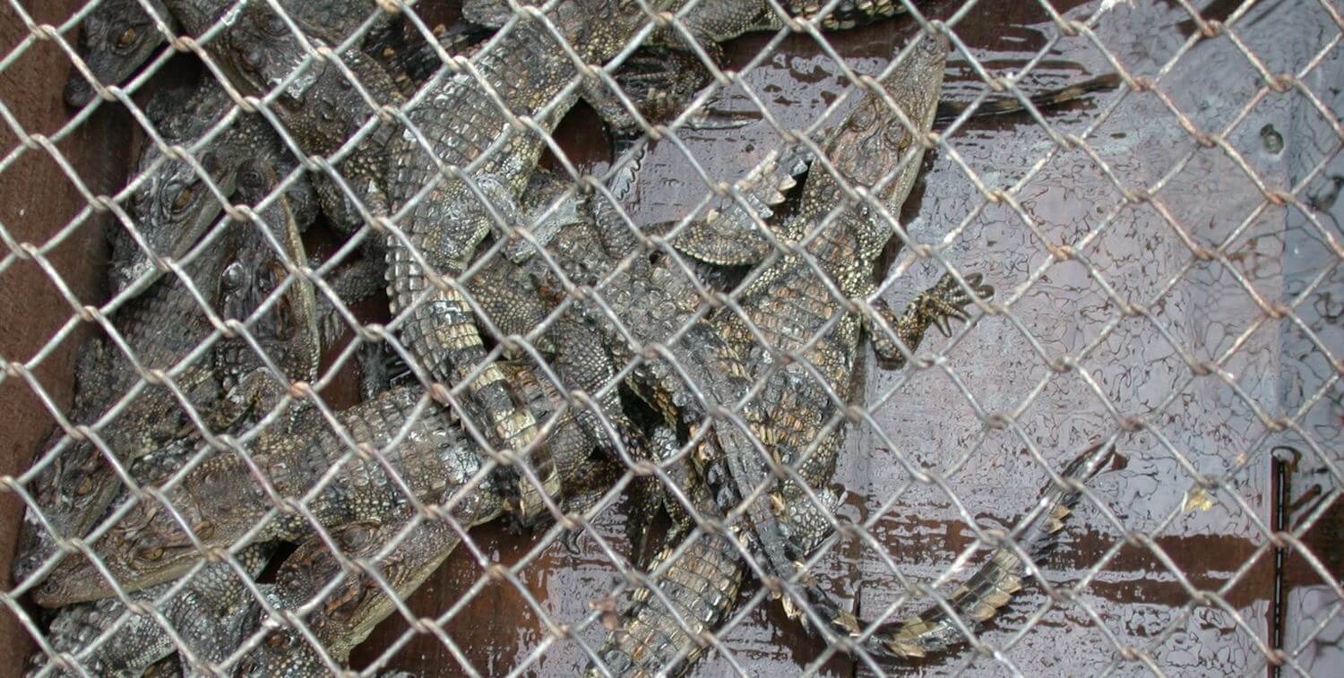 Crocodiles behind chain-link fense.