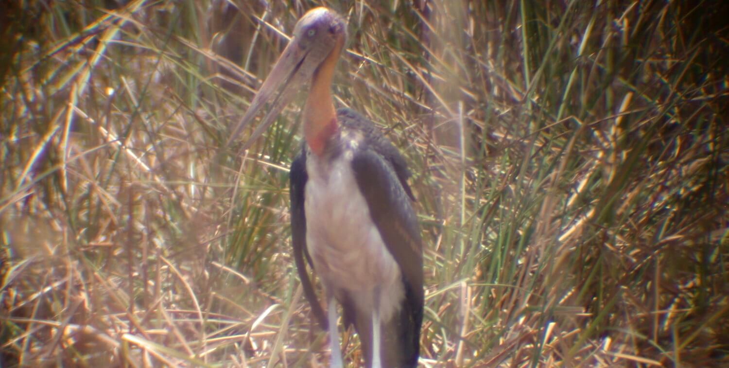 Large bird standing.