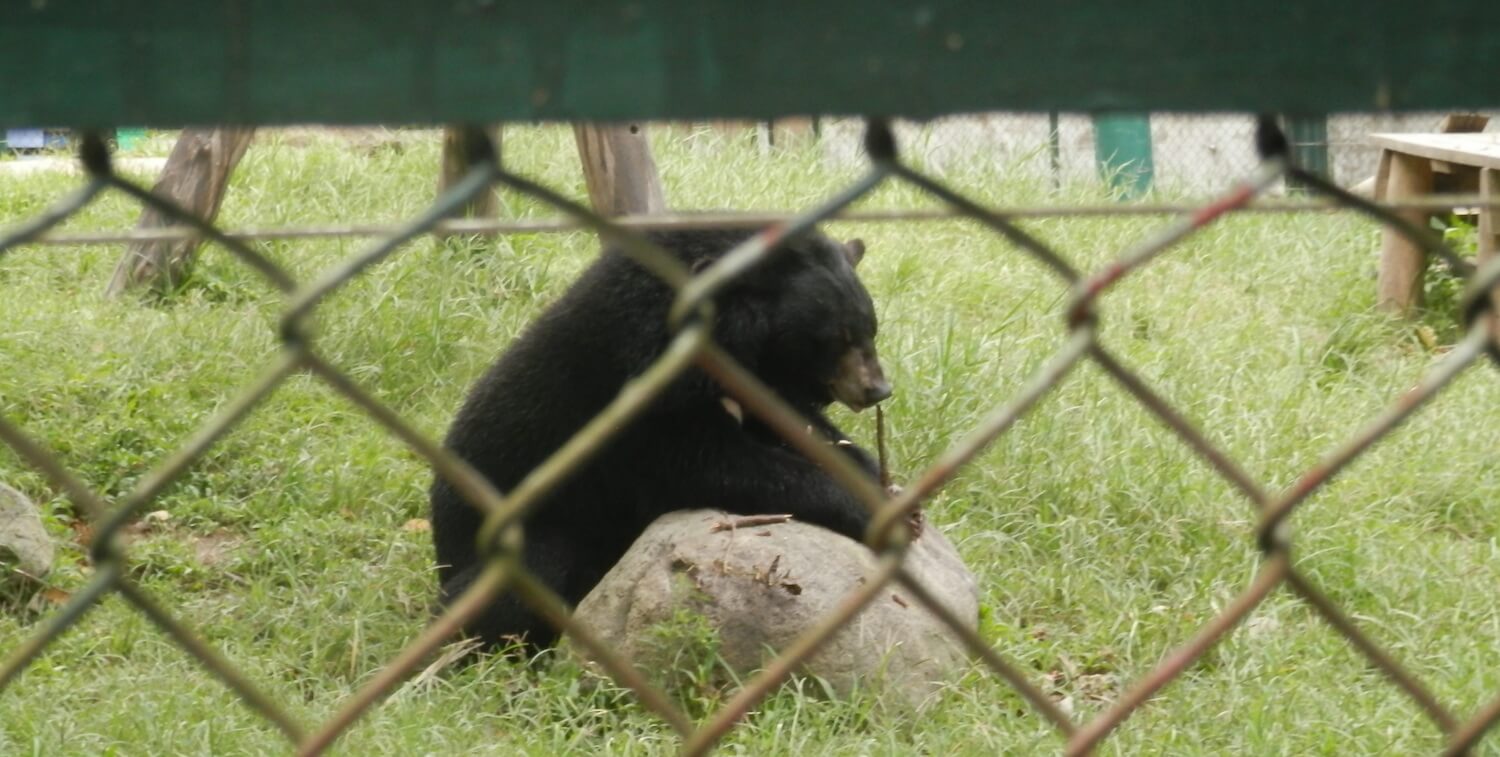 Bear behind chain-link fence.