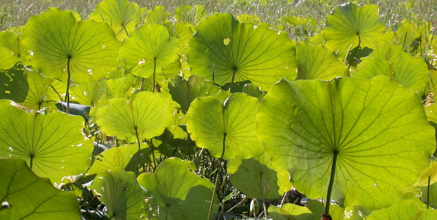 Many green lotus leaves.
