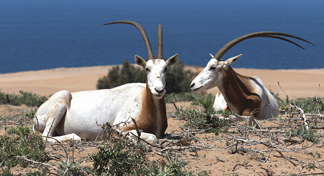 The Oryx dammah was over-hunted for its meat and hide. The Oryx dammah was over-hunted for its meat and hide.