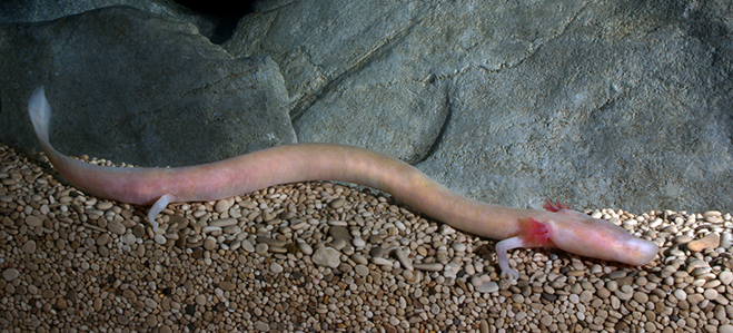 Vulnerable olm (Proteus anguinus) have become the national animal of Slovenia.
